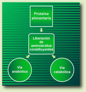 Dietary Protein Metabolism