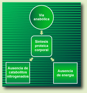 Anabolic Pathway